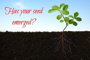 seed emerged