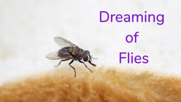 dreaming of flies