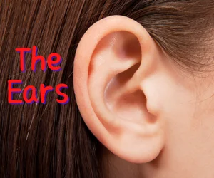 the ears