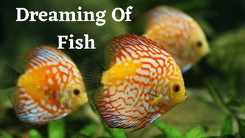 Dreaming Of Fish