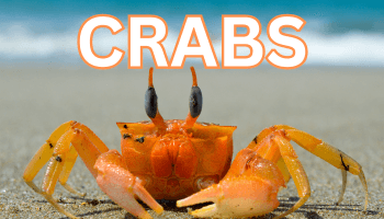 crabs